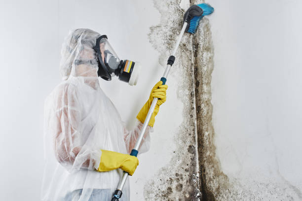 Best Residential Mold Inspection & Testing  in USA